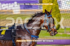 2026_PACEPIX_GP06102026_Race1_Rockability_WIN_WEB-3