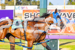 2025_PACEPIX_GP12122025_RACE1_Rocknrollartist_WIN_WEB-15
