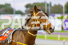 2025_PACEPIX_GP22042025_RACE1_RockinTheTrend_WIN_WEB-18