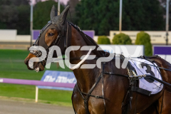 Scandaleyes_07-07-2026_WIN_Gloucester-Park_1__11