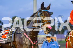 2025_PACEPIX_GP03062025_RACE1_Shehadi_WIN_WEB-16