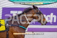 2026_PACEPIX_GP02102026_Race1_SisterCherie_WIN_WEB-19