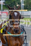 2026_PACEPIX_GP02102026_Race1_SisterCherie_WIN_WEB-25