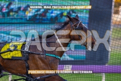 2026_PACEPIX_GP02102026_Race1_SisterCherie_WIN_WEB-5