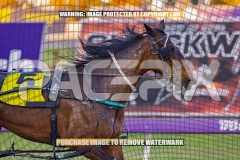2026_PACEPIX_GP02102026_Race1_SisterCherie_WIN_WEB-6