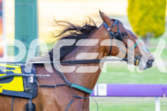 2025_PACEPIX_GP14112025_RACE1_StarLilly_WIN_WEB-18