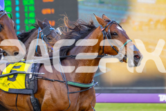2025_PACEPIX_GP14112025_RACE1_StarLilly_WIN_WEB-4