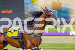 2025_PACEPIX_GP14112025_RACE1_StarLilly_WIN_WEB-8