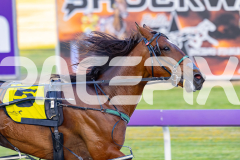 2025_PACEPIX_GP14112025_RACE1_StarLilly_WIN_WEB-9