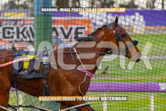 2026_PACEPIX_GP01092026_Race1_StellarEdition_WIN_WEB-14