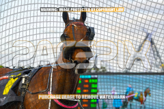 2026_PACEPIX_GP01092026_Race1_StellarEdition_WIN_WEB-19