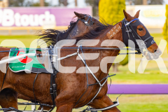 2025_PACEPIX_GP03102025_RACE1_SweetCoco_WIN_WEB-5