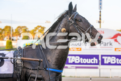 True-Grit_14-04-2026_WIN_Gloucester-Park_1__12