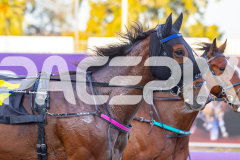 2025_PACEPIX_GP17102025_Race1_Tualou_WIN_WEB-10