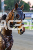 2026_PACEPIX_GP19052026_RACE1_UnderTheAlta_WIN_WEB-19