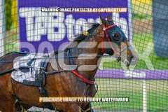 2026_PACEPIX_GP16102026_Race1_VinitaRose_WIN_WEB-18