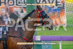 2026_PACEPIX_GP16102026_Race1_VinitaRose_WIN_WEB-19
