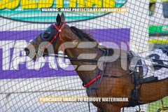 2026_PACEPIX_GP16102026_Race1_VinitaRose_WIN_WEB-22
