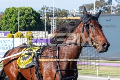 Winter-Surge_20-10-2026_WIN_Gloucester-Park_1__15