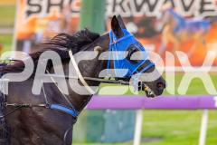 2026_PACEPIX_GP10042026_RACE1_WishingBelle_WIN_WEB-20