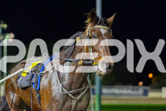 RACE 10 - Eastbro Chrissy
