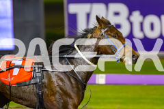 2026_PACEPIX_GP15052026_RACE10_ElRayesGirl_WIN_WEB-8