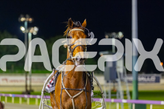 2025_PACEPIX_GP12092025_Race10_IllawongMustang_WIN_WEB-14