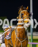 2025_PACEPIX_GP12092025_Race10_IllawongMustang_WIN_WEB-15