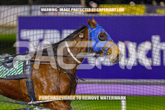 2026_PACEPIX_GP28082026_Race10_MikiWindemere_WIN_WEB-3