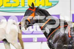 2026_PACEPIX_GP05062026_RACE10_MysteryFred_WIN_SM_WM-26
