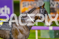 2025_PACEPIX_GP06062025_RACE10_ThelittleMaster_WIN_WEB-10