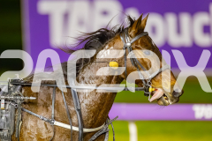 2025_PACEPIX_GP01082025_RACE10_YankeeLincoln_WIN_WEB-12