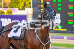 Admiral-Darcy_13-12-2025_WIN_Glouester-Park_2__13