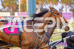 2025_PACEPIX_GP03102025_RACE2_AltaTribute_WIN_WEB-2