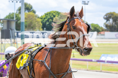 Beach-Captain_05-11-2025_WIN_Gloucester-Park_2__10