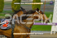2026_PACEPIX_GP02102026_Race2_Beetastic_WIN_WEB-11