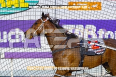 2026_PACEPIX_GP02102026_Race2_Beetastic_WIN_WEB-13