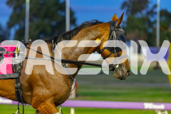 2026_PACEPIX_GP24042026_RACE2_BellyUp_WIN_WEB-17