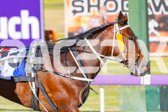 2025_PACEPIX_GP25112025_Race2_BoldJackie_WIN_WEB-11