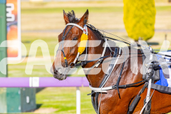 2025_PACEPIX_GP25112025_Race2_BoldJackie_WIN_WEB-14