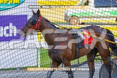2026_PACEPIX_GP13102026_RACE2_CaraDiana_WIN_WEB-11