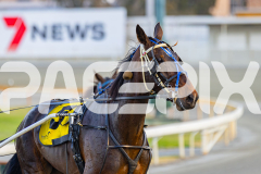 2025_PACEPIX_GP14112025_RACE2_ChasingRex_WIN_WEB-14