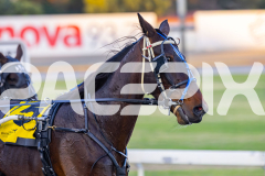 2025_PACEPIX_GP14112025_RACE2_ChasingRex_WIN_WEB-4