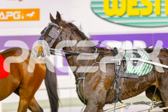 2025_PACEPIX_GP23052025_Race2_ChilliPunter_WIN_WEB-13
