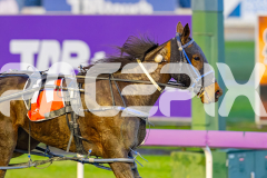 2025_PACEPIX_GP05092025_RACE2_CopyCatQueen_WIN_WEB-30