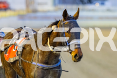 2025_PACEPIX_GP05092025_RACE2_CopyCatQueen_WIN_WEB-34