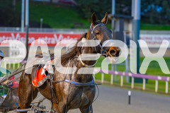 2025_PACEPIX_GP05092025_RACE2_CopyCatQueen_WIN_WEB-39