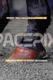 2026_Pacepix_GP14082026_Race2_DMac_WIN_WEB-25
