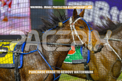 2026_Pacepix_GP21082026_Race2_DelightfulPeg_WIN_WEB-14
