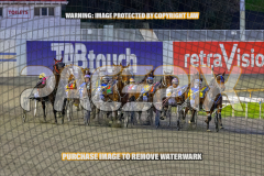 2026_Pacepix_GP21082026_Race2_DelightfulPeg_WIN_WEB-3